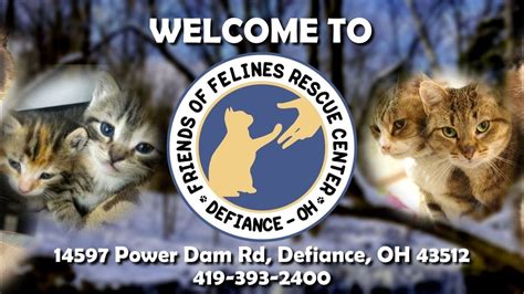 Magic felines rescue the day
